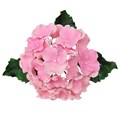 JEM Hydrangea & Leaf Cutter Set
