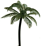 Palm Trees, 2 Pack